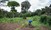 Uddannelse i landbrug i Kenya
