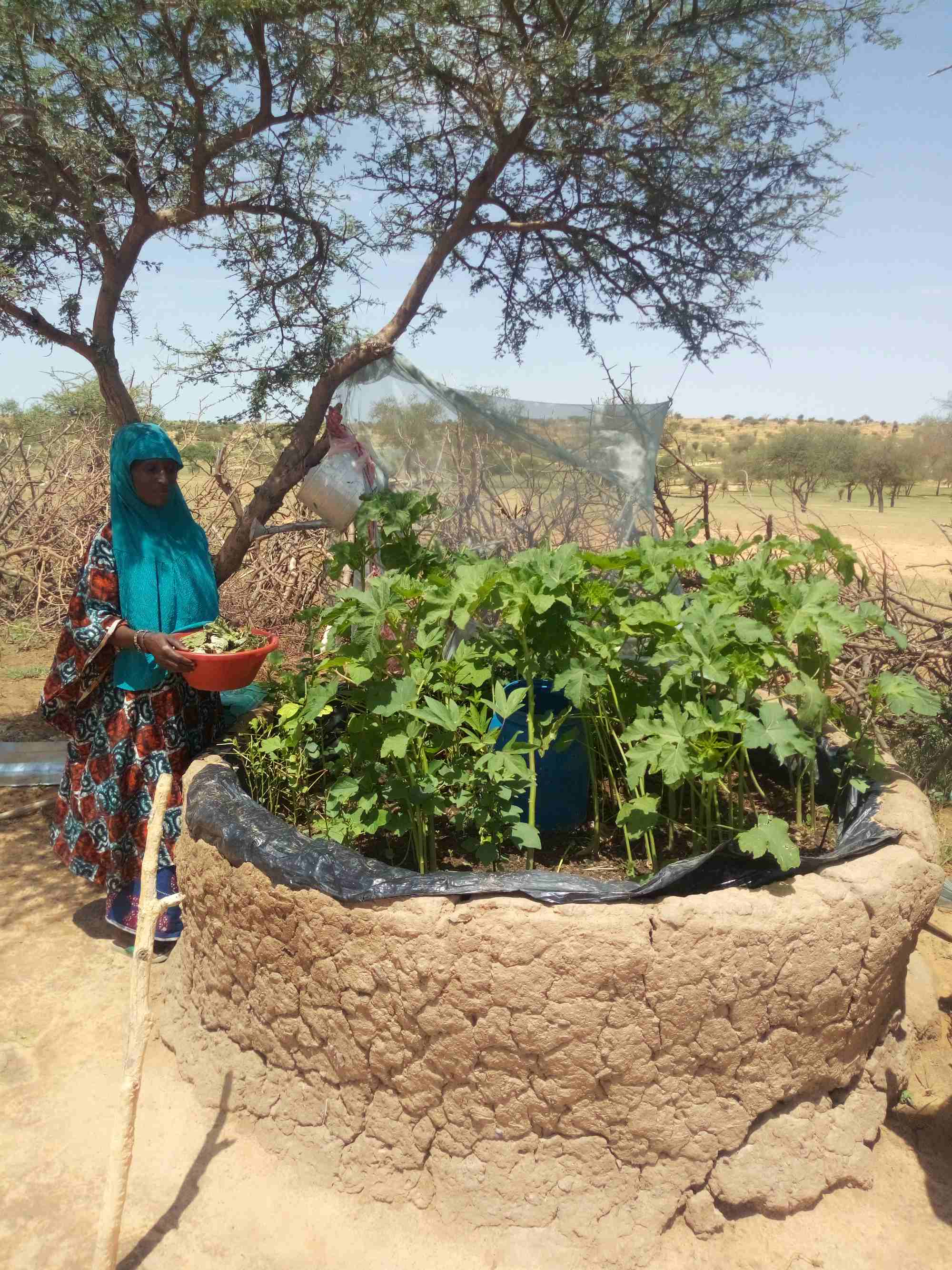 Mobile køkkenhaver i Niger