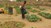 80 procent af Malis befolkning lever af at bruge jorden