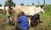 Mælkebønder i Nigeria
