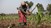 Naturligt alternativ til pesticider beskytter afgrøderne mod sygdomme i Kenya