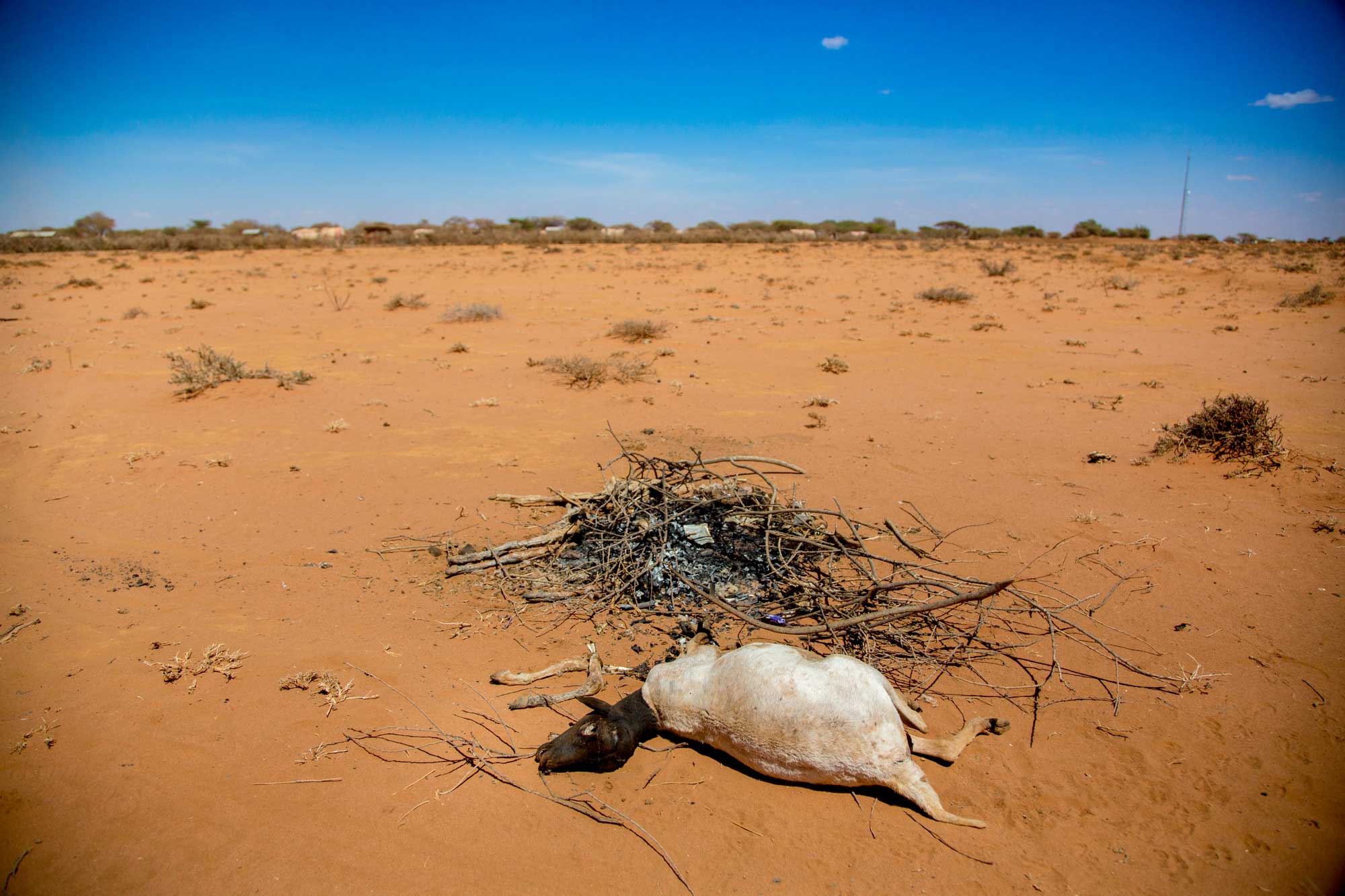 ©Georgina Goodwin RS21680